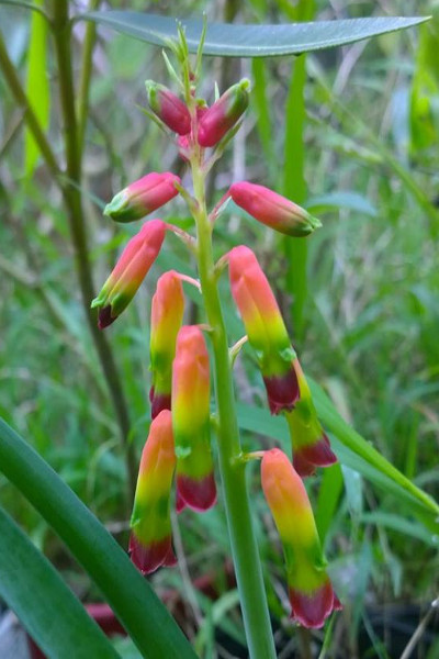 Lachenalia_quadricolor