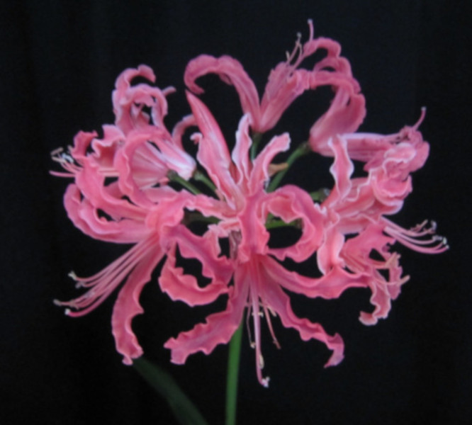 Nerine_Gilbert_Errey