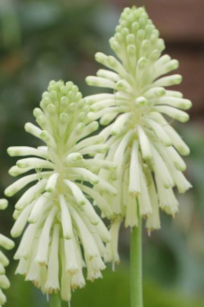 Veltheimia_bracteata